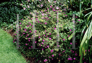 Picture of Geranium albanum 'Ann Folkard'