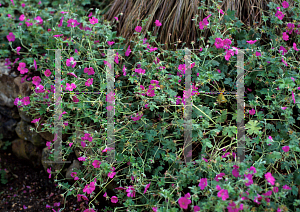 Picture of Geranium x riversleaianum 'Russell Prichard'