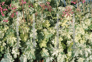 Picture of Heuchera sanguinea 'Snow Angel'