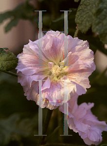 Picture of Alcea rosea 'Indian Spring'