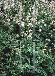 Picture of Astrantia major ssp. involucrata 