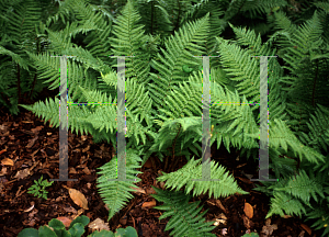 Picture of Dryopteris filix-mas 'Crispa'