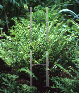 Picture of Dryopteris uniformis 'Mina'