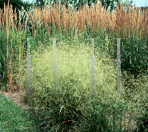 Picture of Deschampsia caespitosa 'Schottland(Scotland)'