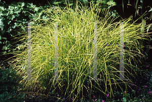 Picture of Carex firma 'Variegata'