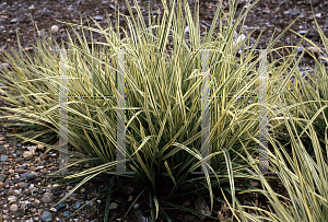 Picture of Arrhenatherum elatius ssp. bulbosum 