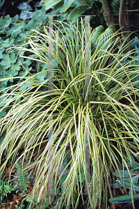 Picture of Carex divulsa 'Kaga-nishiki'