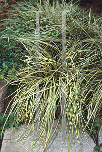 Picture of Carex morrowii 'Aurea-variegata'