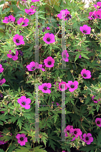 Picture of Geranium psilostemon 