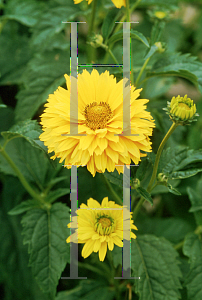 Picture of Heliopsis helianthoides ssp. scabra 'Gold Greenheart'