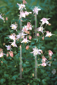 Picture of Aquilegia x hybrida 'Heidi'