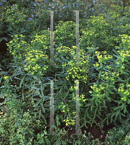 Picture of Euphorbia wallichii 