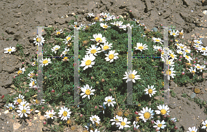 Picture of Anacyclus pyrethrum 