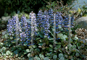 Picture of Ajuga genevensis 