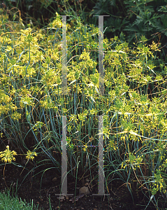 Picture of Allium flavum 