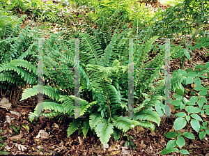 Picture of Polystichum acrostichoides 