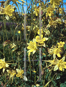 Picture of Aquilegia chrysantha var. hinckleyana 