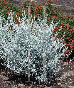 Picture of Artemisia ludoviciana 'Silver Queen'