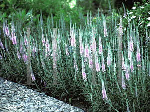 Picture of Veronica spicata 'Minuet'