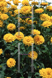 Picture of Heliopsis helianthoides ssp. scabra 'Golden Plume'