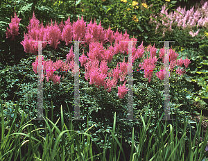 Picture of Astilbe x arendsii 'Gloria'