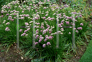 Picture of Allium pyrenaicum 