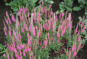 Picture of Veronica spicata 'Red Fox'