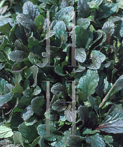 Picture of Ajuga reptans 'Bronze Beauty'