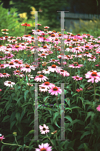 Picture of Echinacea purpurea 'Magnus'