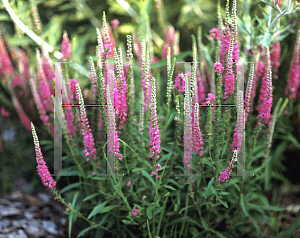 Picture of Veronica spicata 'Red Fox'