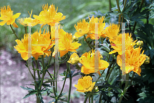 Picture of Trollius x cultorum 'Golden Queen'