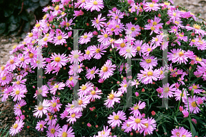 Picture of Symphyotrichum dumosum 'Wood's Pink'