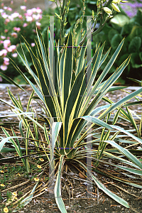 Picture of Yucca filamentosa 'Bright Edge'