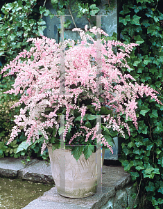 Picture of Astilbe simplicifolia 'Rosea'