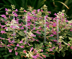 Picture of Calamintha grandiflora 'Variegata'