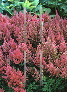 Picture of Astilbe x arendsii 'Federsee'