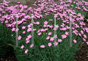 Picture of Dianthus gratianopolitanus 'Bath's Pink'