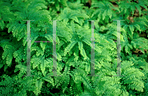 Picture of Adiantum pedatum 