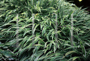 Picture of Carex siderosticha 'Variegata'