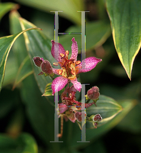 Picture of Tricyrtis formosana 'Samurai'