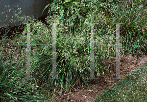 Picture of Deschampsia caespitosa 'Gold Selection'