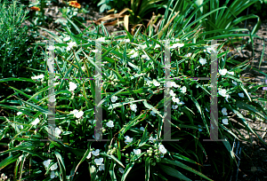 Picture of Tradescantia x 'Snowcap'