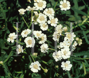 Picture of Achillea ptarmica 'The Pearl'