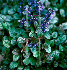 Picture of Ajuga  'Gaiety'