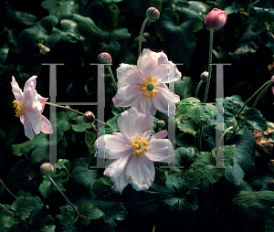Picture of Anemone hupehensis 'Alice'