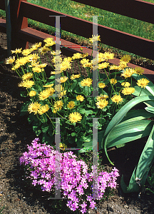 Picture of Doronicum orientale 