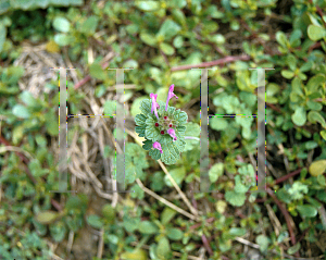 Picture of Lamium amplexicaule 