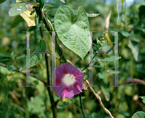 Picture of Ipomoea purpurea 