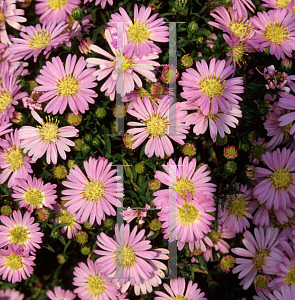 Picture of Aster x 'Pink Bouquet'