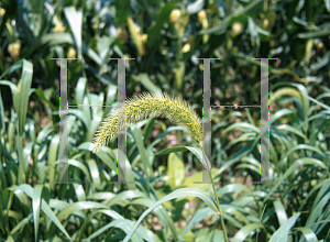 Picture of Setaria faberi 